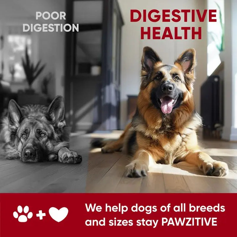 Pre+Probiotics for Dogs Digestive Health – 120 Soft Chews