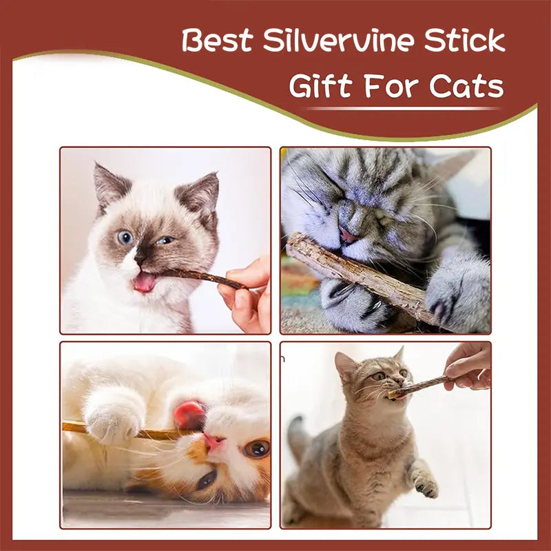 Natural Silvervine Cat Chew Sticks – 2 Packs (20 Sticks) Natural Matatabi Chew Toys for Cats & Kittens, Dental Care, Teeth Cleaning, Calm Anxiety, Aggressive Chewer Toy, Interactive Play Toys